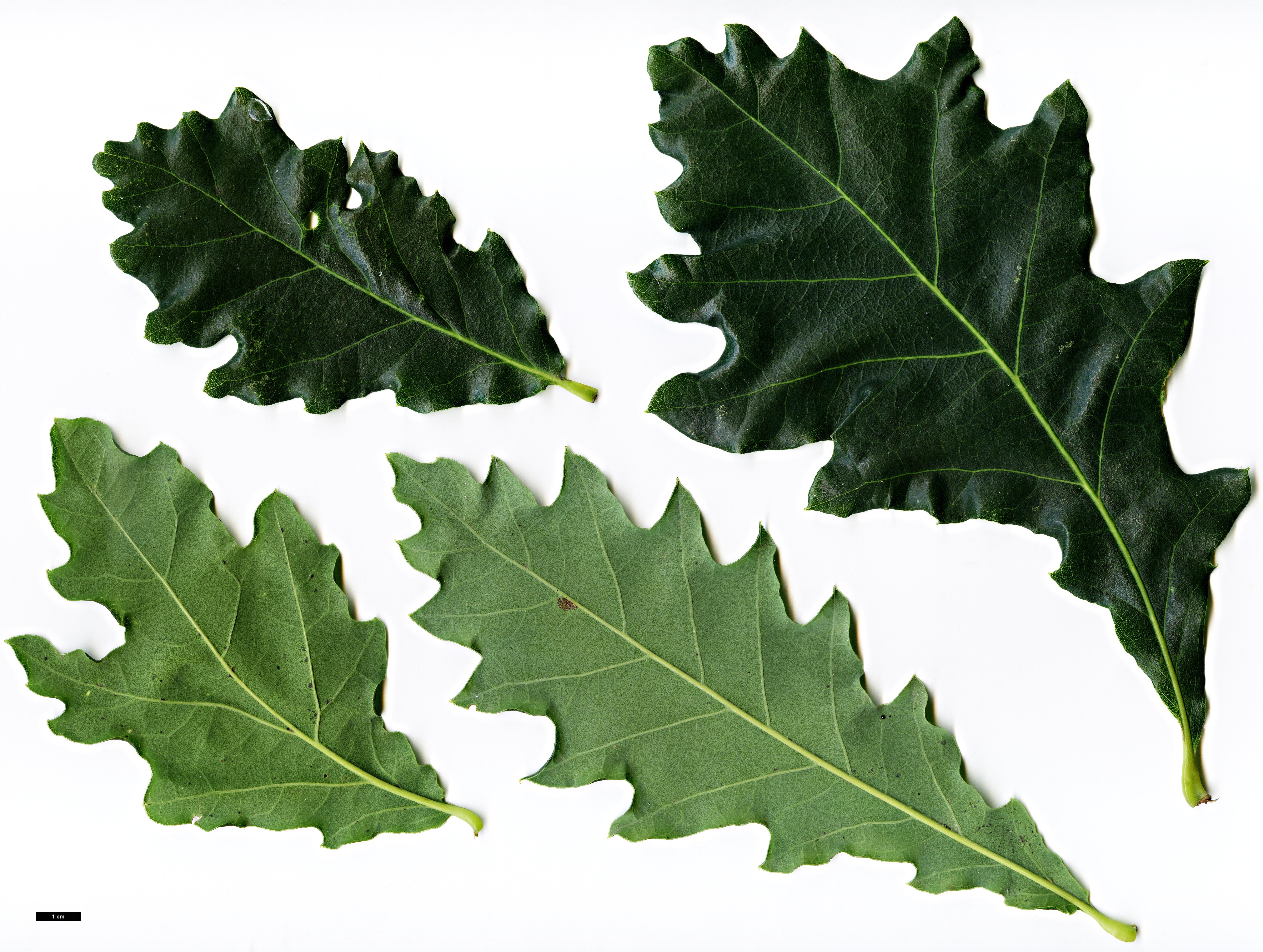 High resolution image: Family: Fagaceae - Genus: Quercus - Taxon:   - SpeciesSub: 'Döring's Zweizack' (Q.muehlenbergii × Q.robur)